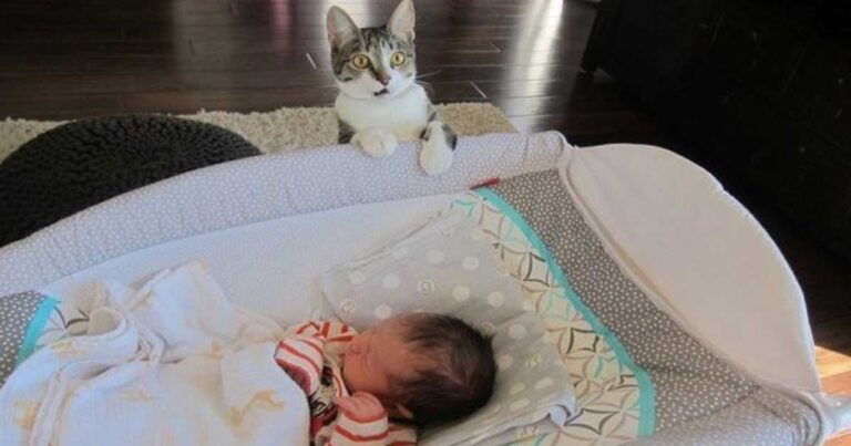 Δεν είπαν στη γάτα τους ότι έκαναν μωρό. Η αντίδραση της γάτας κάνει της την περίμενε