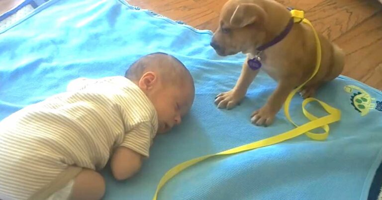 Το μωράκι της το πήρε ο ύπνος. Τώρα δείτε τι θα κάνει το κουταβάκι! Ένα τόσο γλυκό βίντεο που θα λιώσετε!