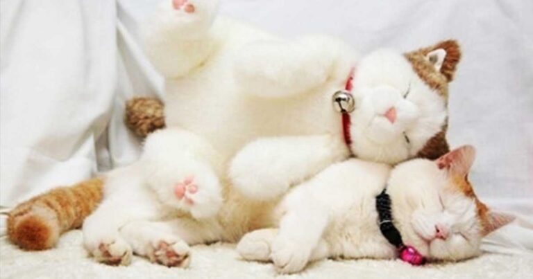 20 ζώα ποζάρουν τρυφερά με τα λούτρινα ομοιώματά τους!