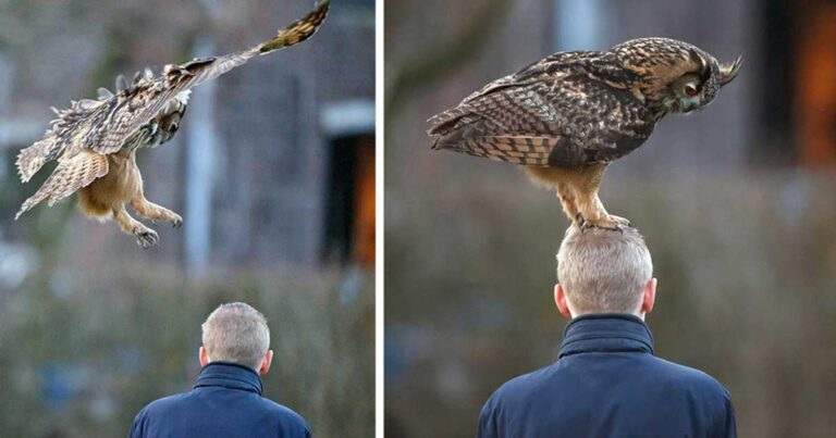 H κουκουβάγια που της αρέσει να προσγειώνεται πάνω σε ανθρώπινα κεφάλια!