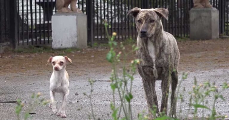 Πήγε να ταΐσει 2 αδέσποτα αλλά πρέπει να δείτε τι έγινε με το αριστερό!
