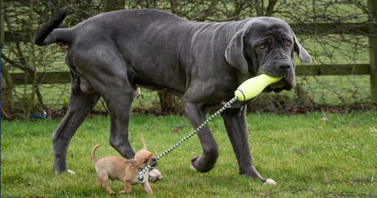 Ένας «γίγαντας» κι ένας «νάνος» έγιναν αχώριστοι φίλοι!