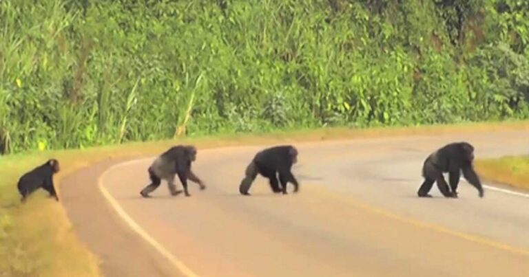 Μια οικογένεια χιμπατζήδων προσπαθεί να διασχίσει τον δρόμο, όμως δείτε το μικρό στο τέλος… Πανέξυπνο!
