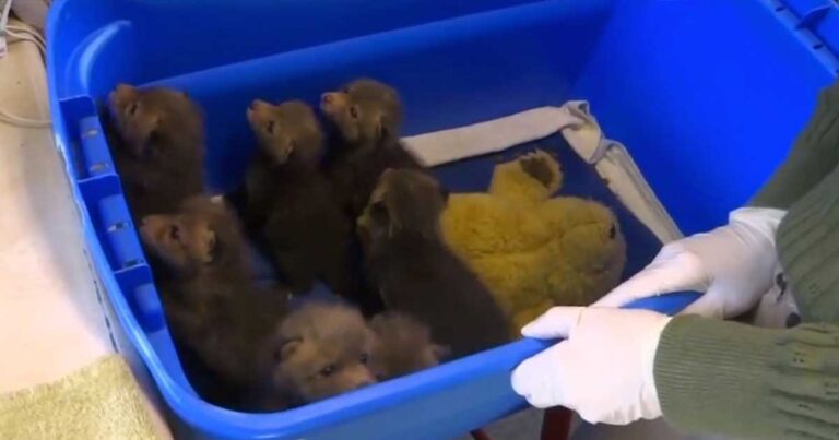 Εγκαταλελειμμένα νεογέννητα αλεπουδάκια βρέθηκαν μέσα σε ένα κουτί. Το γιατί θα σας ραγίσει την καρδιά.