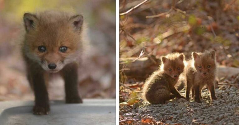 Πατέρας και κόρη βρήκαν μωράκια αλεπούδες στην αυλή τους. Δείτε τα όμορφα πλασματάκια στις φωτογραφίες