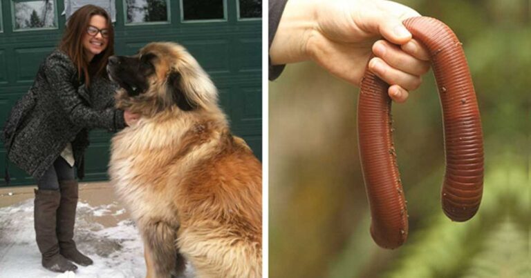 24 εξωπραγματικά τεράστια ζώα!