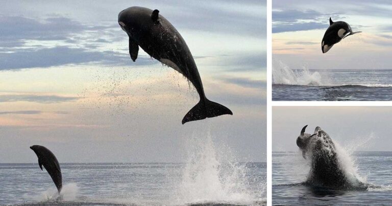 Φάλαινα δολοφόνος πηδά 4,5 μέτρα πάνω από το νερό στο κυνήγι ενός δελφινιού!
