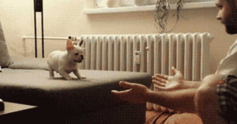 20 κινούμενες εικόνες με αξιαγάπητα ζώα που θα σας κλέψουν την καρδία!