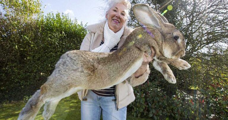 Γνωρίστε τον μεγαλύτερο κούνελο πάνω στη γη!