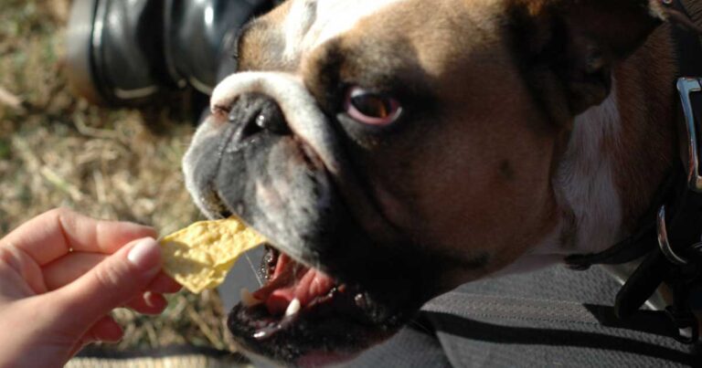 10 τροφές που δε πρέπει πότε να δώσετε στο σκύλο σας