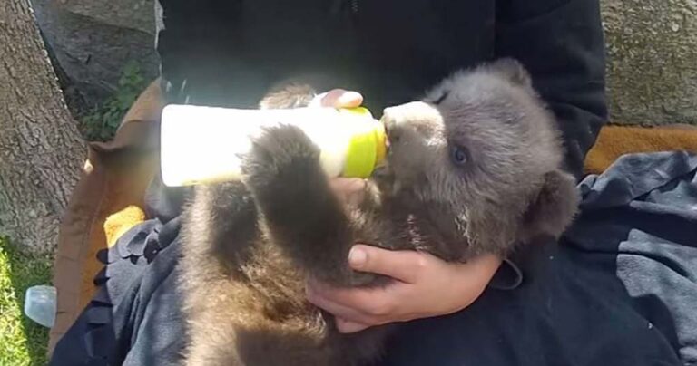 Γνωρίστε το αρκουδάκι που έχασε τη μητέρα και θα μεγαλώσει από τον ΑΡΚΤΟΥΡΟ