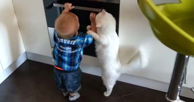 Γάτα προστατεύει και πάει να σώσει ένα αγοράκι που θέλει να ανοίξει αναμμένο φούρνο!