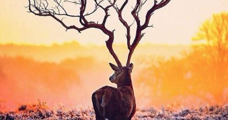 43 παράλογες εικόνες που πρέπει να τις δείτε καλύτερα για να καταλάβετε τι τρέχει