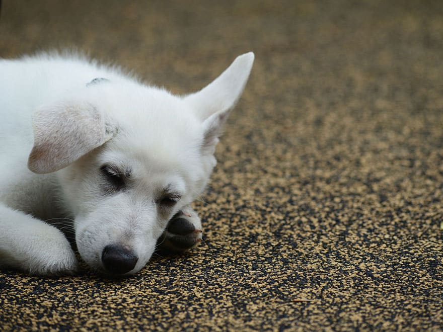 3-year-old-girl-amputated-legs-puppy-without-paw-sapphyre-johnson-lt-dan-6