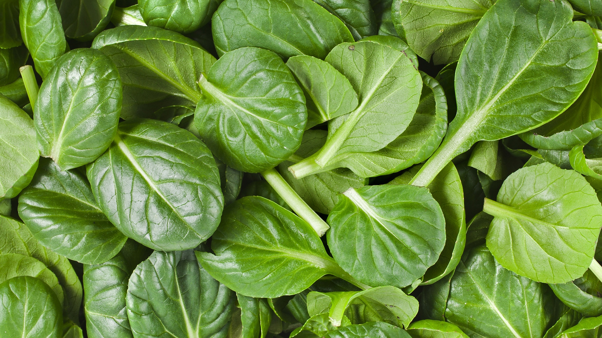 3027928 poster p spinach