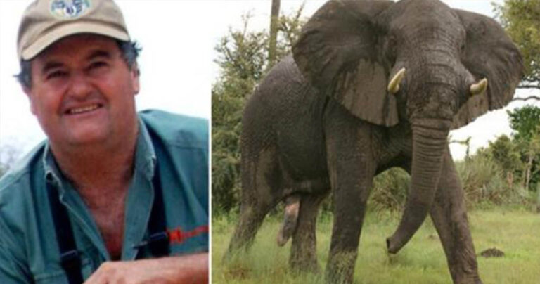Ο ελέφαντας που κυνηγούσε καιρό τον εκδικήθηκε με τον πιο σκληρό τρόπο