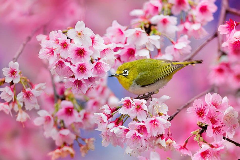652552_cherry-blossom-sakura-6