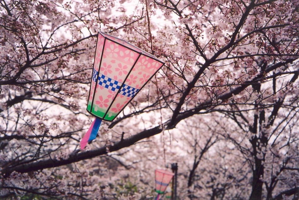 652688_Hanami