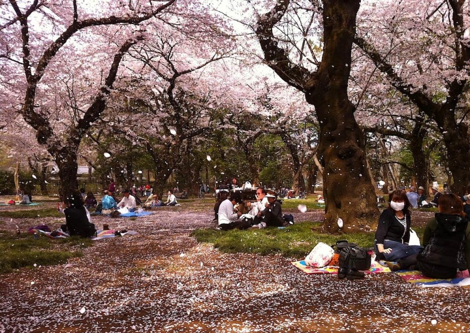 652689_hanami02a-1200