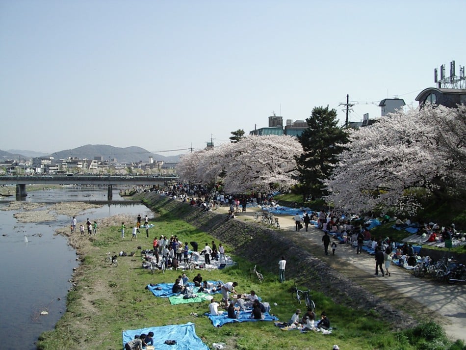 652691_Kamogawa_hanami