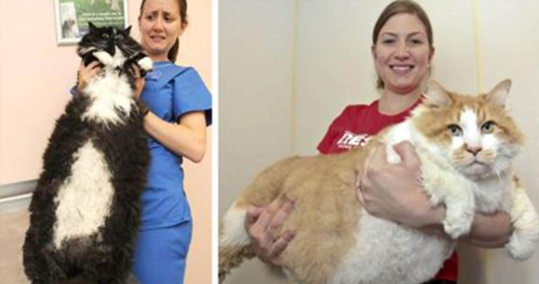 25 φωτογραφίες με πιο μεγάλες γάτες που θα δείτε ποτέ!