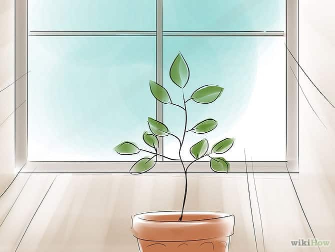 670px-Grow-Lemon-Trees-Indoors-Step-16