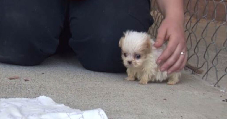 Βλέπετε αυτό το μικροσκοπικό σκυλάκι; Δείτε ποιός είναι ο καλύτερός του φίλος!