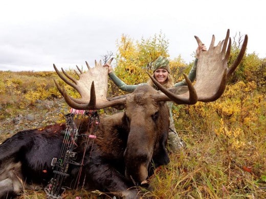 817093 rebecca francis with a bull moose