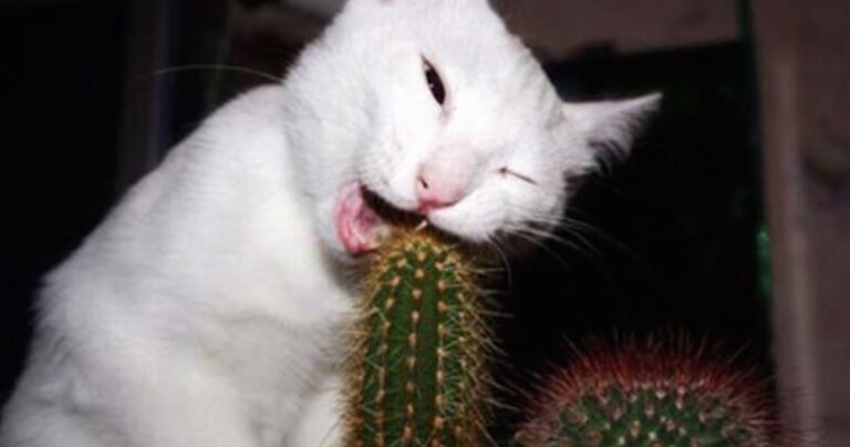 32 ζώα που η μέρα τους δεν ξεκίνησε και πολύ καλά