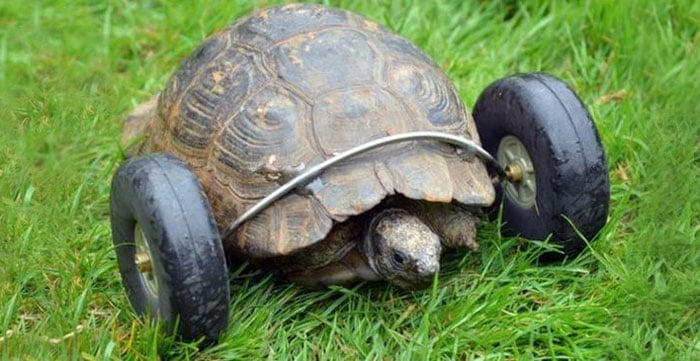 90-year-old-Tortoise-Ninja-Fast-Half-Cyborg-After-Wheels-Replace-Legs-Lost-in-Rat-Attack1__700