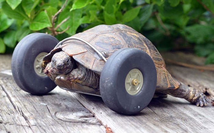 90-year-old-Tortoise-Ninja-Fast-Half-Cyborg-After-Wheels-Replace-Legs-Lost-in-Rat-Attack2__700