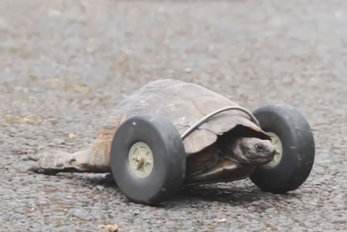 90-year-old-Tortoise-Ninja-Fast-Half-Cyborg-After-Wheels-Replace-Legs-Lost-in-Rat-Attack__700