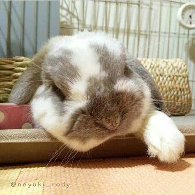 Уставшая зайка. Спящие кролики. Спящие декоративные кролики. Спящий декоративный кролик.