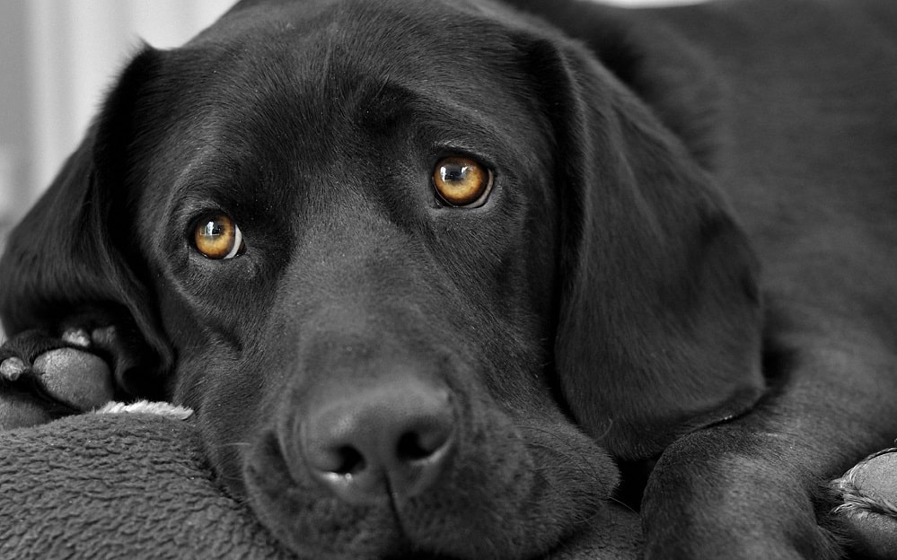 animals_widewallpaper_magic-dog-eyes_71436