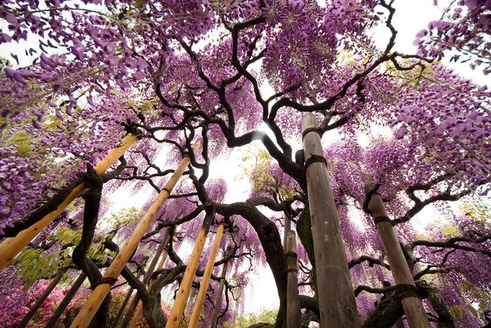 Ashikaga Flower Park, Ιαπωνία