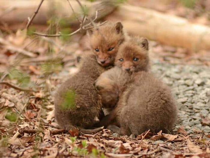 baby-fox-photos-found-in-backyard-2