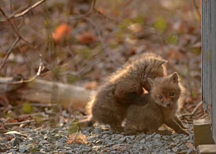 baby-fox-photos-found-in-backyard-6