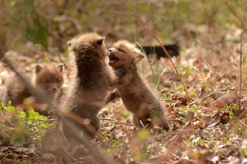 baby-fox-photos-found-in-backyard-7