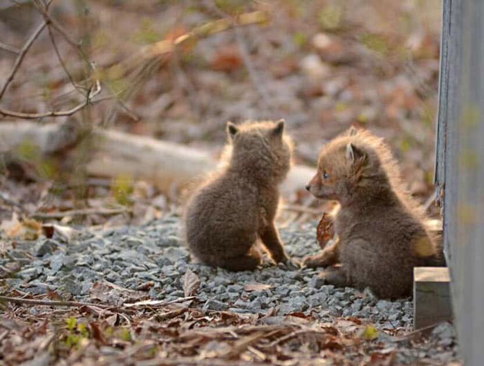 baby-fox-photos-found-in-backyard-9