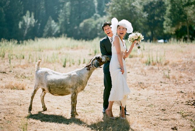 bride groom outside wedding venue animals go wild.full