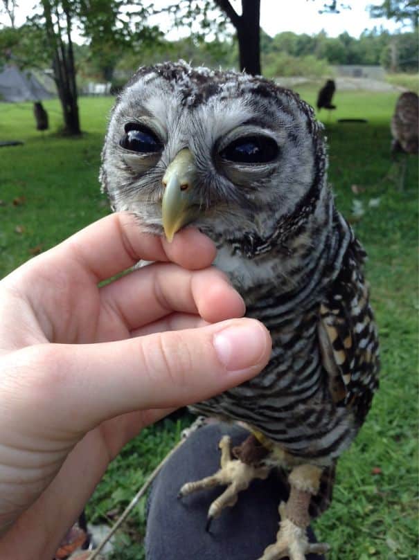 cannot-unsee-owl-beak__605