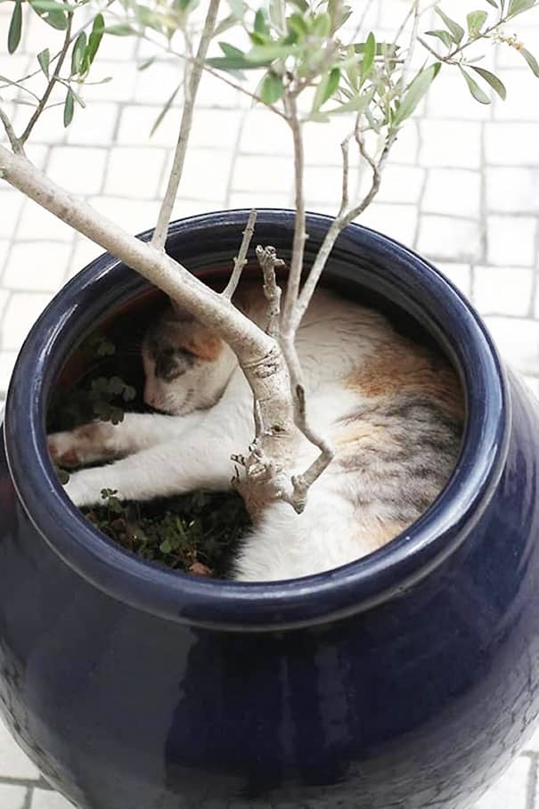 cat-in-flowerpot-10__605