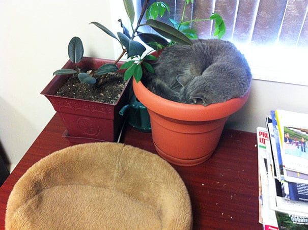 cat-in-flowerpot-11__605