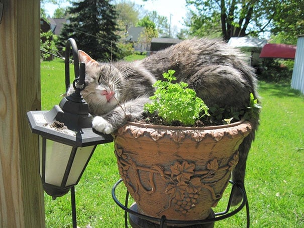 cat-in-flowerpot-12__605