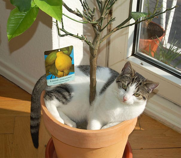 cat-in-flowerpot-1__605