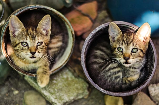 cat-in-flowerpot-24__605