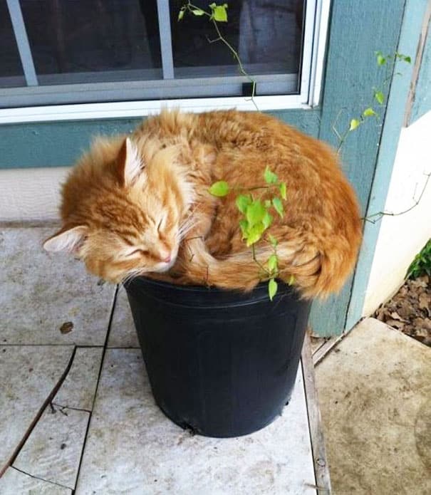 cat-in-flowerpot-2__605
