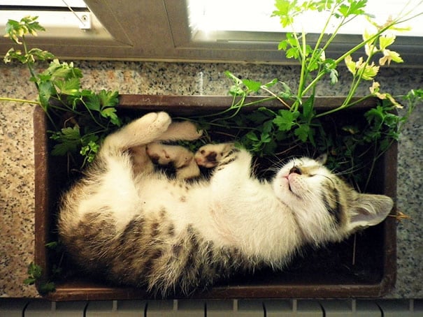 cat-in-flowerpot-31__605