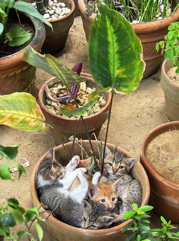 cat-in-flowerpot-35__605