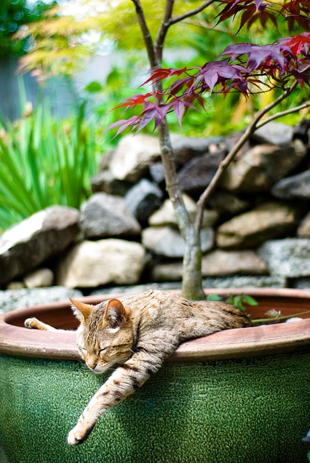 cat-in-flowerpot-38__605